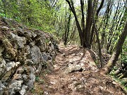 64 A monte muri a secco di sostegno, a valle robusti carpini neri 